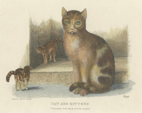 Cat and Kittens, 1809 Hand-Colored Etching by Samuel Howitt, close-up 3