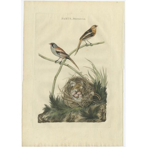 Antique Bird Print of The Reedling by Sepp & Nozeman, 1770