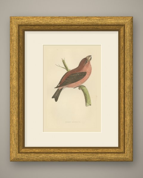 Parrot Crossbill on a Broken Branch, Antique Bird Print, Morris, 1896, shown framed