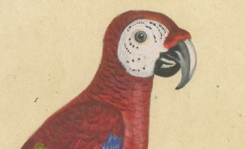 Macaw, Cockatoo & Amazon Parrots, Brodtmann Hand-Colored Lithograph, 1816, close-up 6
