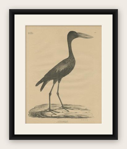 Antique Bird Print of the African Openbill by Goldfuss, circa 1824, shown framed