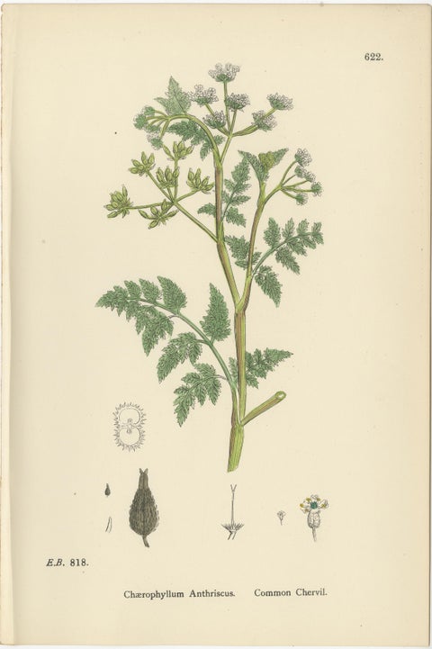 Elegant British Chervil Quartet, Hand-Colored Botanical Prints, England 1902, view 6