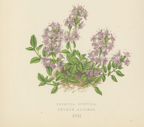 Scottish Primrose and Alpine Thyme hand coloured botanical print 1874, close-up 4