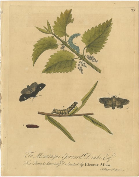 Antique Entomology Prints, English Insects on Oak, Bramble & Willow, Albin 1720, view 5