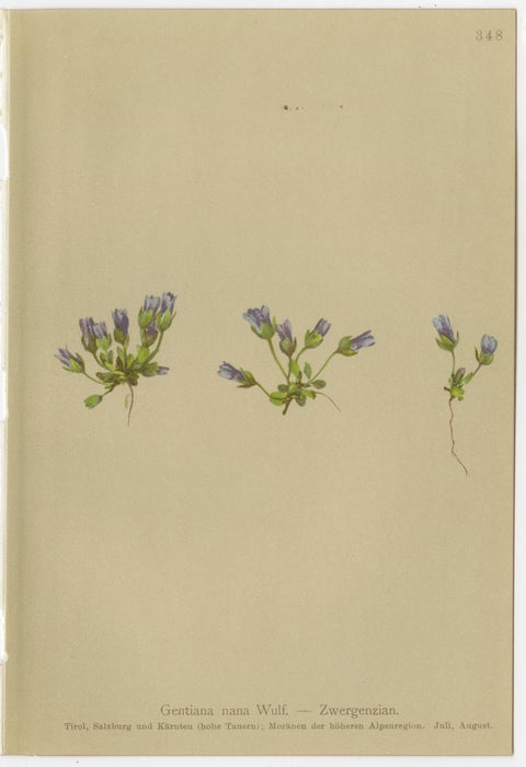 Antique Botanical Prints Alpine Gentians Set of 8, Chromolithographs, 1897, view 5