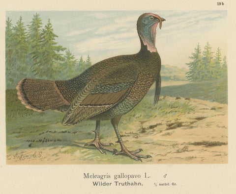Pheasant and Wild Turkey, Antique Chromolithograph Game Birds c.1895, close-up 3
