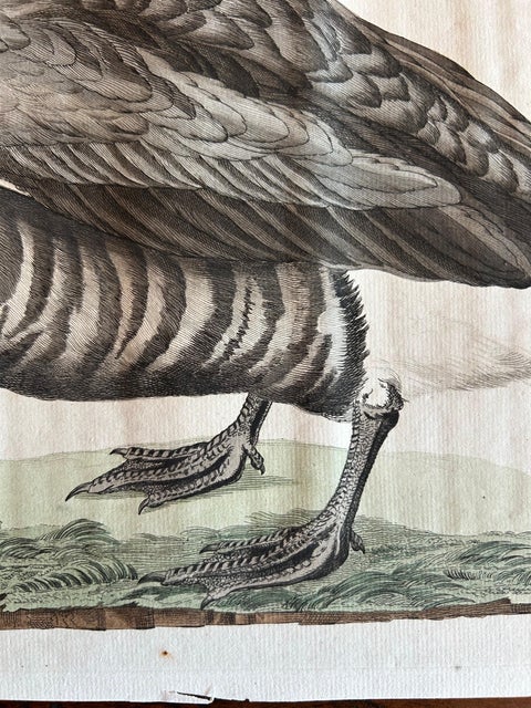 Brent Goose, Antique Bird Engraving by Nozeman and Sepp, 1789, view 7