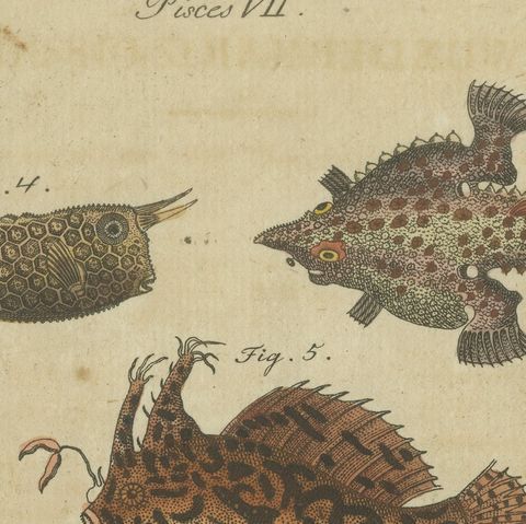 Original Antique Print of Electric Eel, Electric Ray and Exotic Fish, 1790, close-up 6