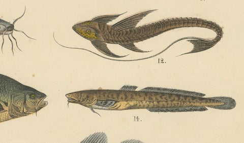 Freshwater Fish Print: Pike, Catfish, Eel, Trout, Antique 1867, close-up 1