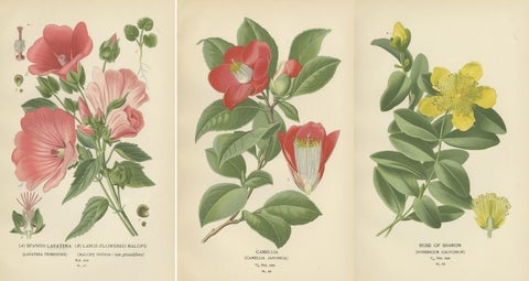 Botanical Elegance: A Triptych of 19th-Century Floral Art, 1896, view 2