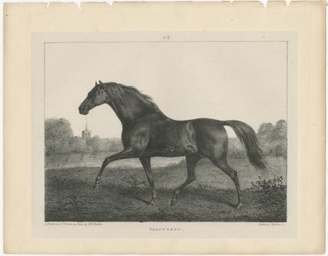 Volunteer & Selim, Pair of Antique Thoroughbred Horse Lithographs, c.1840, view 3