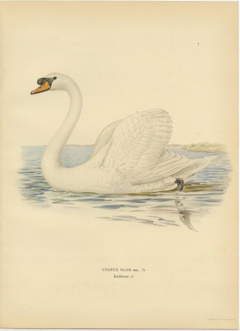 Grace on the Water: The Mute Swan (Cygnus olor) in Repose, 1929, view 2