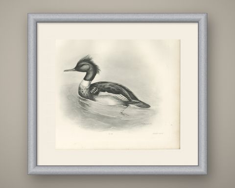 Red-Breasted Merganser, Antique Bird Print after Lilian Medland, circa 1909, shown framed