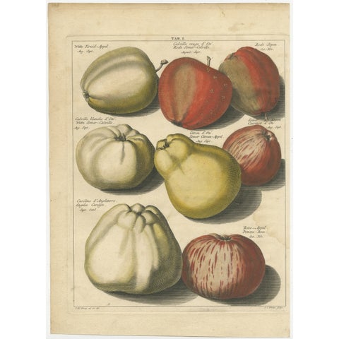 Original Antique Hand-Colored Print of Various Apples, 1758, view 2