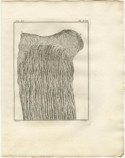 Buffon Ruminant Anatomy Engravings Set of 4, Natural History Plates, 1775, view 3