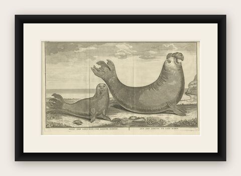 Marine Creatures in an Old Engraving: A Sea Lioness and a Sea Elephant, 1765, shown framed