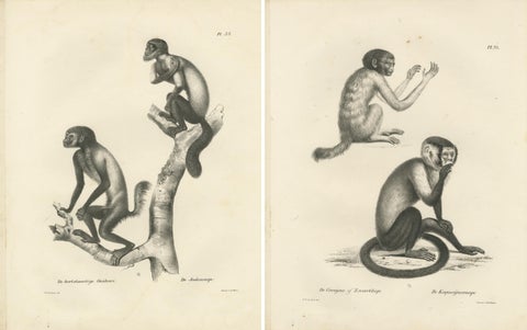 Oeakari, Sodenaap, Cacajao & Capuchin Monkeys, Lithographs by C.C. Last, 1836, view 4