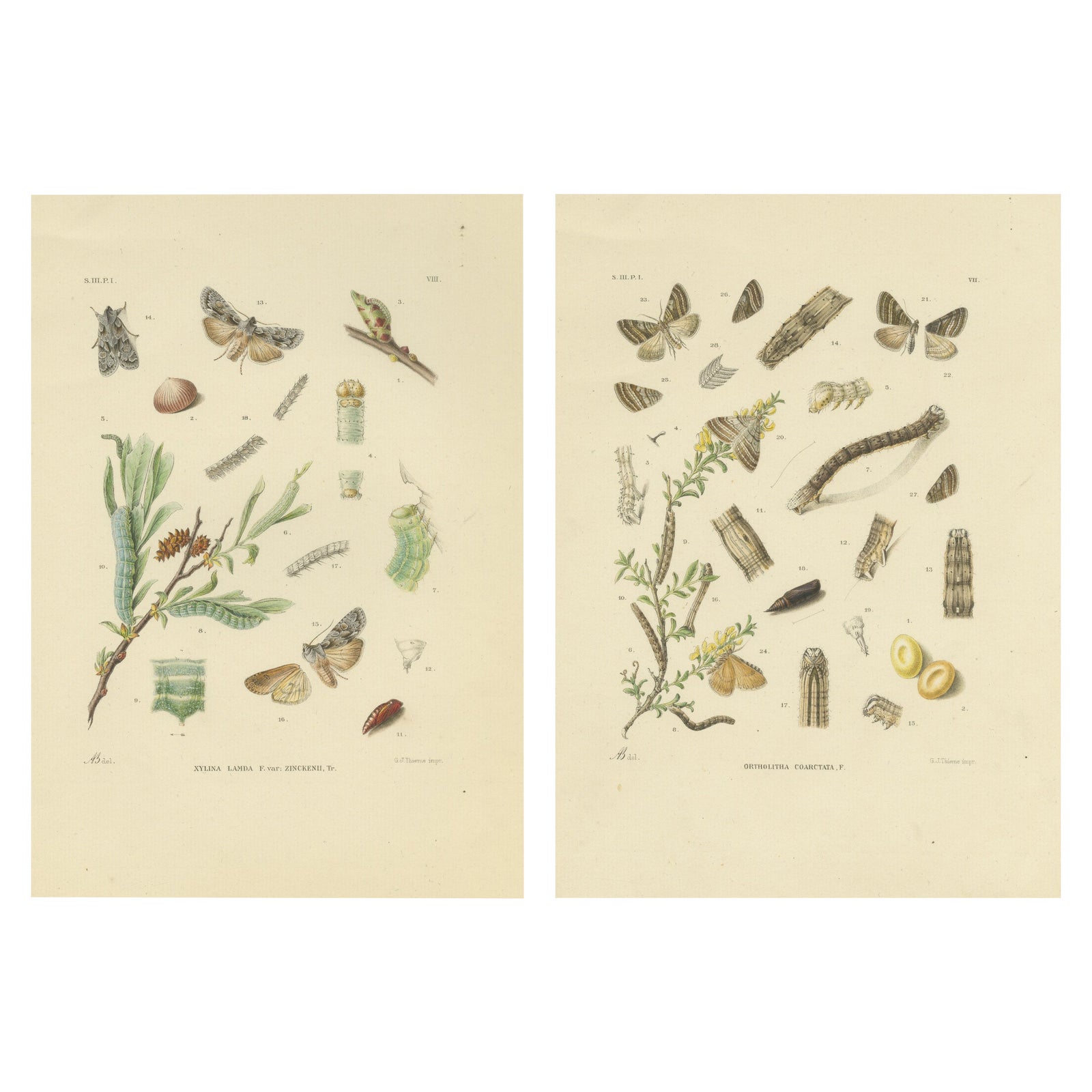 Antique Moth Pair Xylina Lambda Ortholithia by Sepp & Brants - Handcolor, 1905
