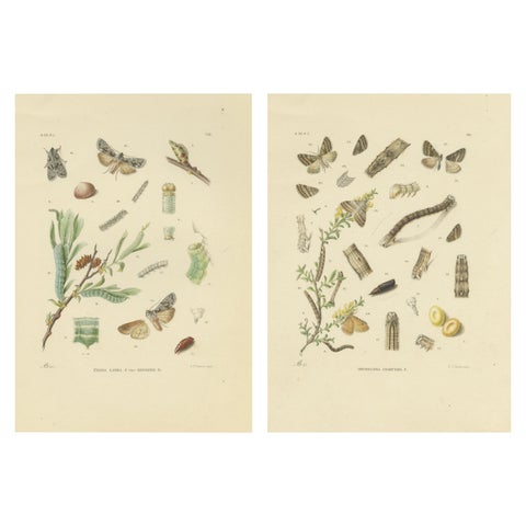 Antique Moth Pair Xylina Lambda Ortholithia by Sepp & Brants - Handcolor, 1905