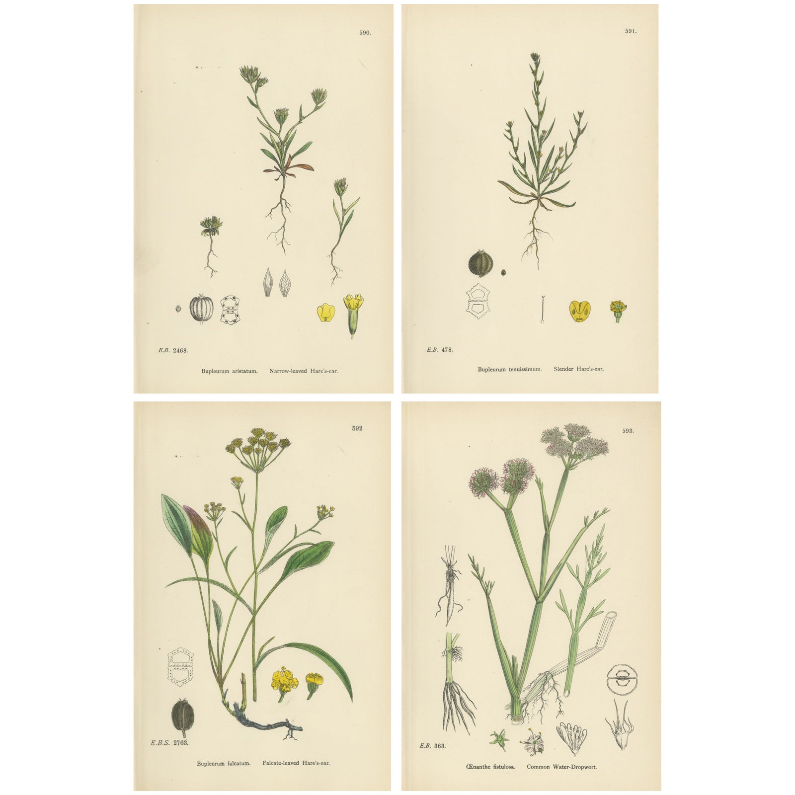 Antique English Botanical Interior Prints, Hare’s-ear & Water Dropwort, 1902