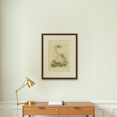 Antique Bird Print of The Northern Gannet by Sepp & Nozeman, 1829, shown framed on a wall