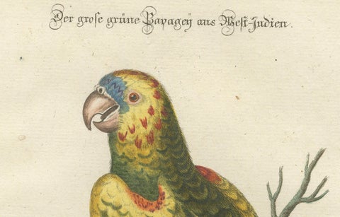 The Great Green Parrot of the West Indies, Hand-Coloured Engraving, ca.1770, close-up 4