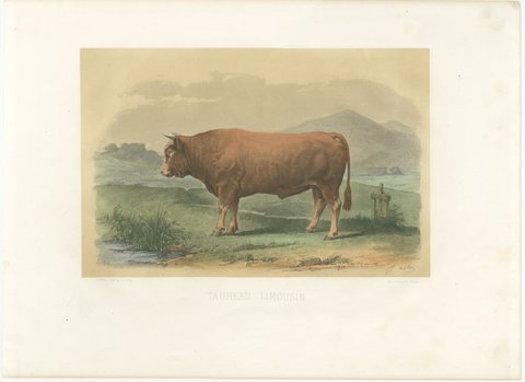 Limousin Bull, Antique French Cattle Print after Melin, 1873, view 2