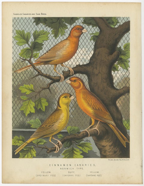 Antique Bird Print of the Cinnamon Canaries Norwic, Yellow Ordinary and Others, view 2