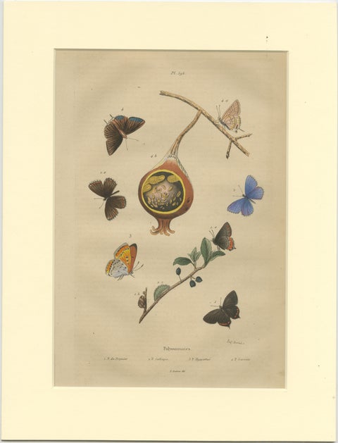 Antique Print of the Common Blue and Other Butterflies, ca.1835, view 2