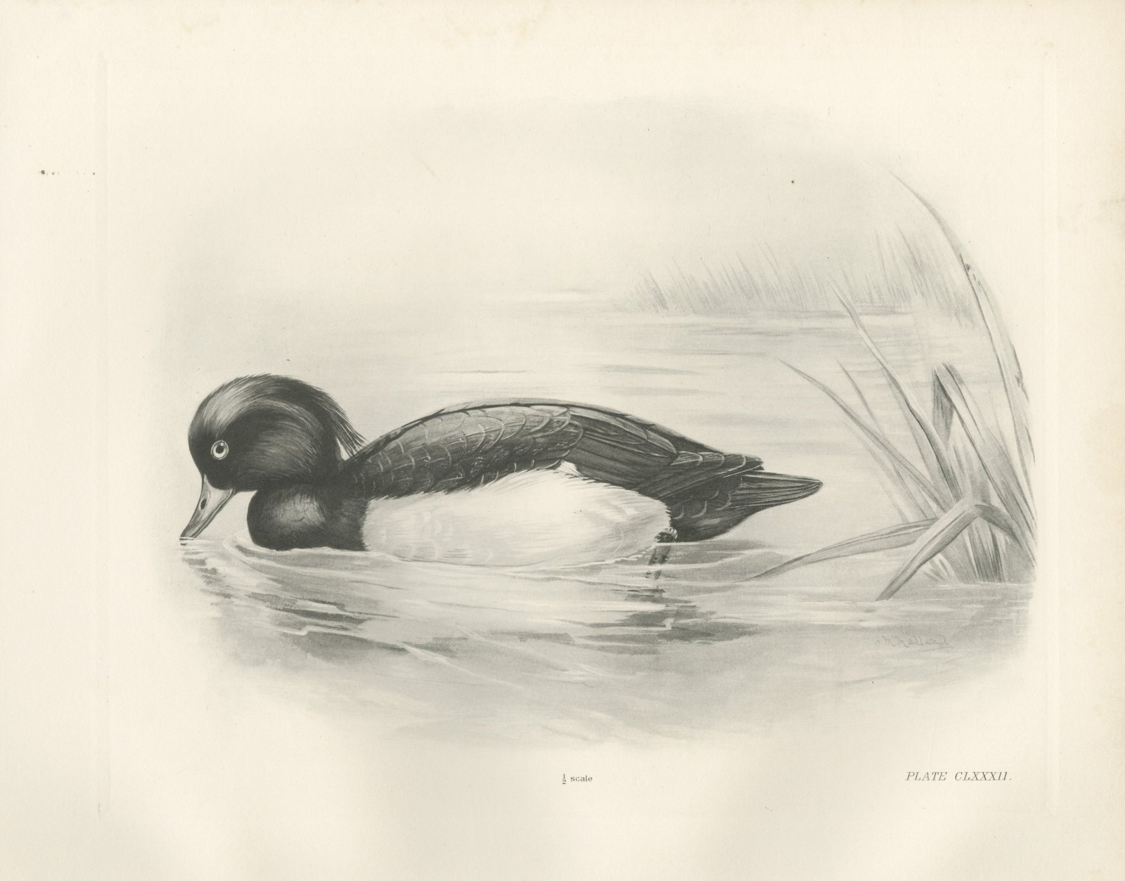 Tufted Duck Drake Feeding near Reeds after Lilian Medland, c. 1909