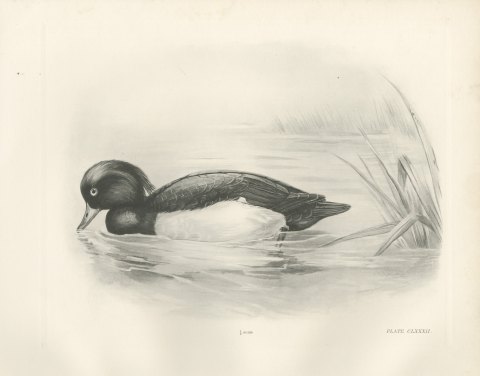 Tufted Duck Drake Feeding near Reeds after Lilian Medland, c. 1909