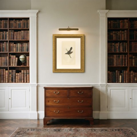Grasshopper Warbler with Spread Wings on a Twig, Morris Print, 1896, shown framed in a room