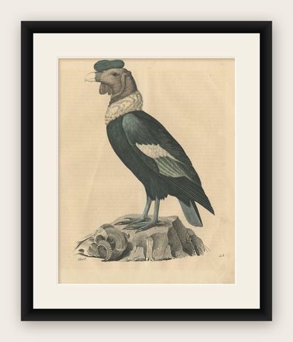Condor Vulture Antique Lithograph Print, 1847, Detailed Ornithology, shown framed
