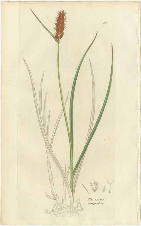 Set of 8 Antique Botanical Engravings of Sedges, Rushes and Wetland Plants, 1830, view 4