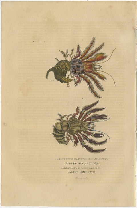 Collection of Old Naturalist Illustrations: Marine Life and Arthropods, 1845, view 4