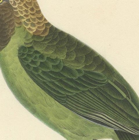 Ornithological Illustration of the Adult Corbin Barbet (Barbu corbin), 1838, close-up 5