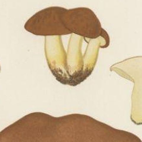 Antique Mycology Print of the Suillus Granulatus by Fries, c.1860, close-up 1