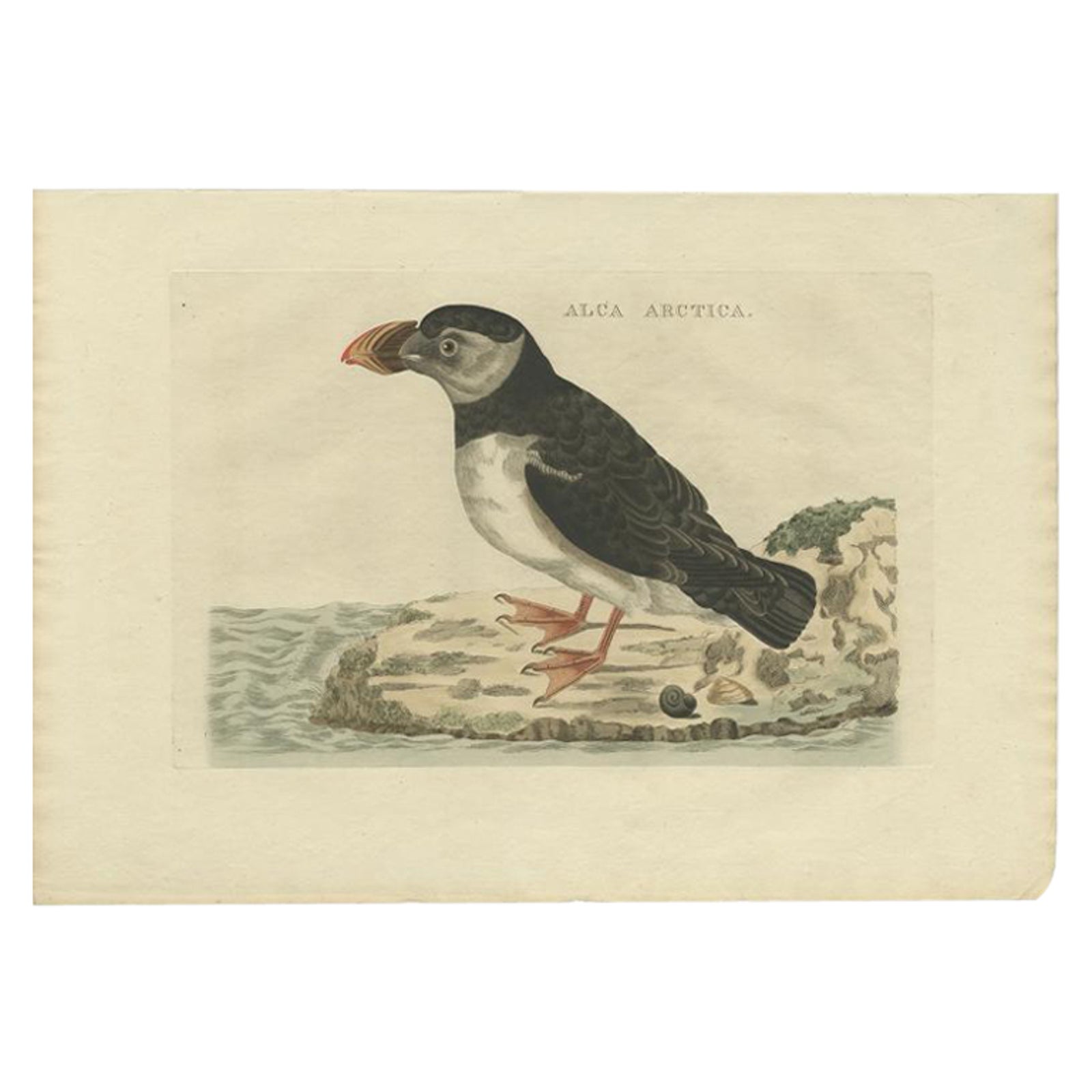 Alca arctica, Antique Atlantic Puffin Print by Nozeman & Sepp, 1809