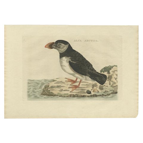 Alca arctica, Antique Atlantic Puffin Print by Nozeman & Sepp, 1809