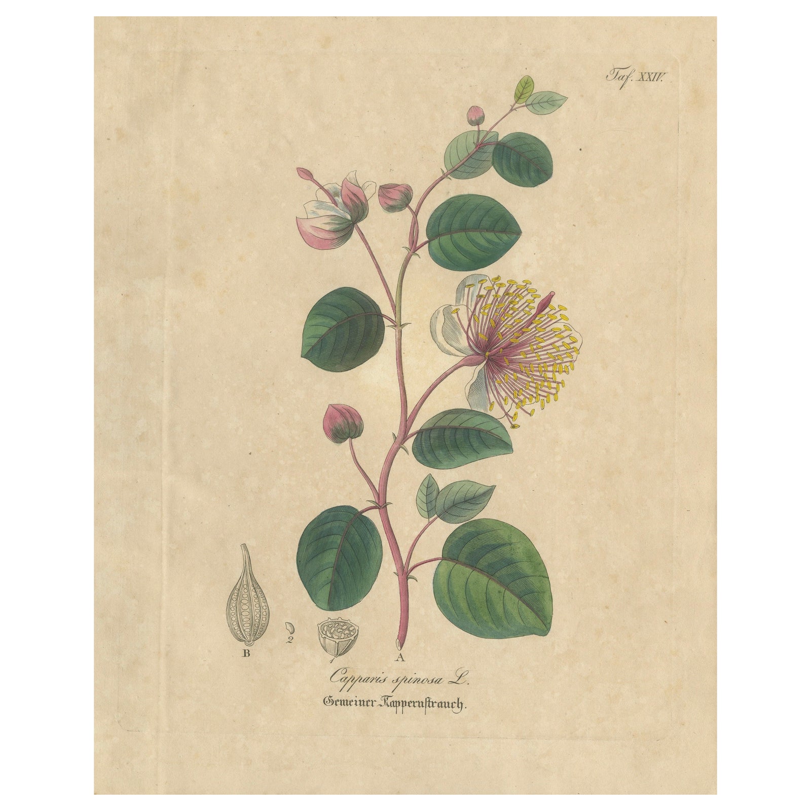 Antique Caper Botanical Print, Capparis Spinosa, Hand Colored, c.1831