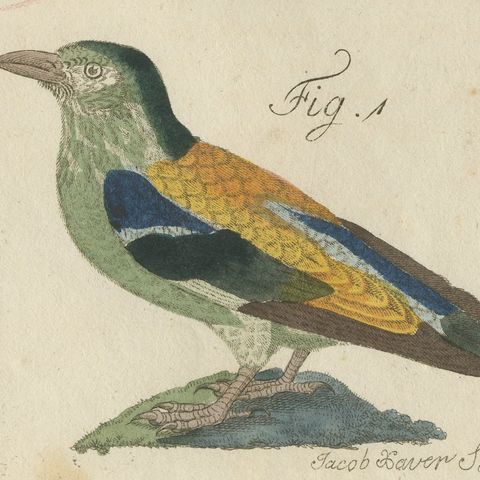 Hoopoe, Roller and Crossbills, Antique Bertuch Print, Vienna, circa 1805, close-up 3