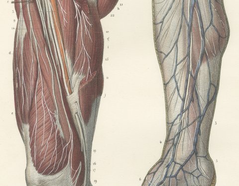 Nerves of the Hip and Lower Limb, Antique Hirschfeld Anatomy Print, 1866, view 4