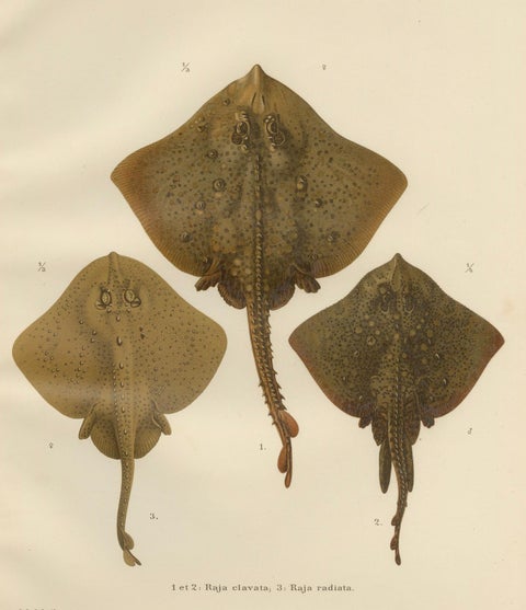 Rare Lithograph of Thornback and Starry Rays from Pisces Scandinaviae, 1895, close-up 6