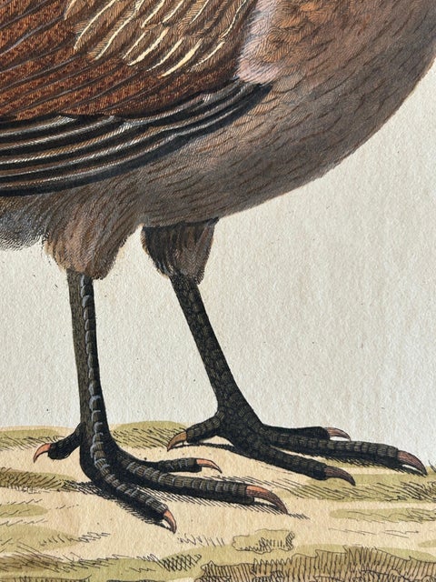 Hen, Gallus Domesticus Foemina, Nozeman & Sepp Antique Bird Print, c.1829, view 6