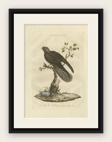 Antique Bird Print, Common Nightjar Caprimulgus by Nozeman & Sepp, 1770, shown framed
