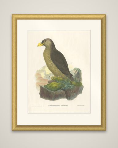 Original Antique Bird Print Depicting Latham's Guillemot, 1868, shown framed