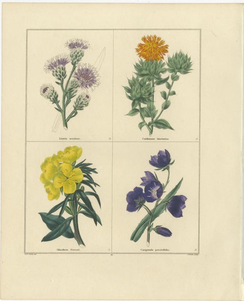 Pair of Hand-Colored Botanical Engravings of Wild and Cultivated Flowers, 1828, view 2