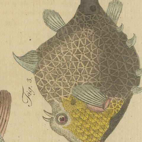 Pufferfish, Porcupinefish and Ocean Sunfish, Antique Bertuch Print, circa 1805, close-up 4