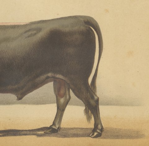 Schwyz Bull, Swiss Brown Cattle Chromolithograph by Olivier de Penne, 1863, close-up 3