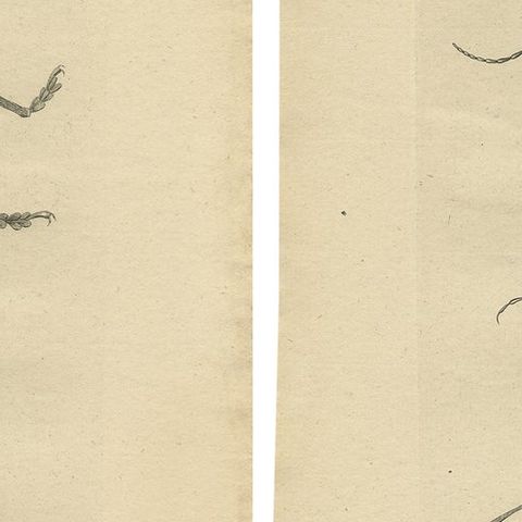 Set of 2 Antique Prints of Various Beetles, close-up 2